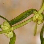 Callitriche hermaphroditica 花
