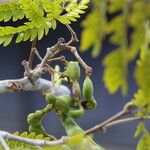 Osodendron altissimum Fruit