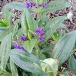 Veronica × andersonii Floro