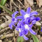 Scilla luciliaeFlower