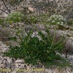 Laserpitium gallicum Habit