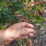 Setaria gausa Habit