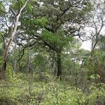 Julbernardia globiflora Vivejo