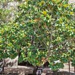 Magnolia grandiflora Habitat