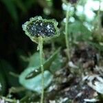 Elaphoglossum peltatum Flower