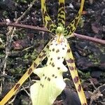 Brassia gireoudiana Kvet