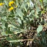 Hertia cheirifolia List