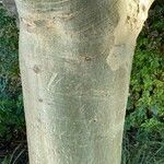 Vachellia xanthophloea 樹皮