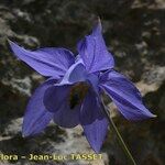 Aquilegia hirsutissima Flower