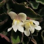 Asarina procumbens Kvet