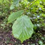 Corylus avellanaLeaf