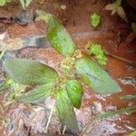Euphorbia hirta Feuille
