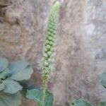 Reseda aucheri Flower