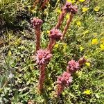 Sempervivum montanum Flor