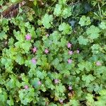 Geranium lucidum Plante entière