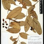 Eschweilera ovata Leaf