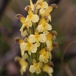 Pedicularis oederi Цвят