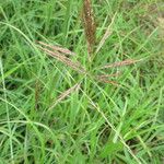 Bothriochloa bladhii Flower