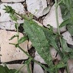 Helminthotheca echioides Leaf