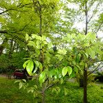Magnolia figo Hábito