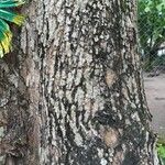 Terminalia superba Corteza