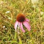 Echinacea pallida Blüte