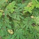 Caesalpinia coriaria Hoja