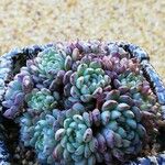 Echeveria minima Ліст