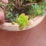 Sedum kimnachii 葉