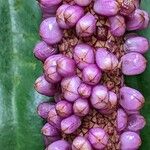 Anthurium lilacinum Плод