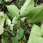 Agelaea pentagyna Leaf