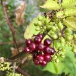Aralia racemosa Fruit