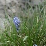 Hyacinthoides italica Çiçek