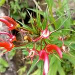 Lobelia persicifolia 花