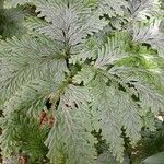 Selaginella vogelii Yaprak