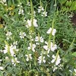 Physostegia virginiana Çiçek