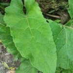 Arctium nemorosumFeuille