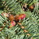 Picea crassifolia Leaf