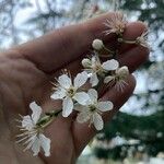 Prunus pensylvanica Blomst
