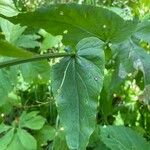 Rumex arifolius Leaf