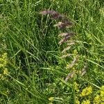 Poa pratensis Bleunienn