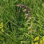 Poa pratensis Flower