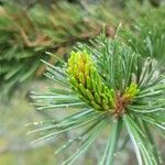 Pinus aristata पत्ता