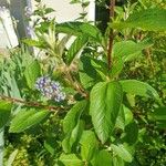 Ceanothus arboreus Ліст