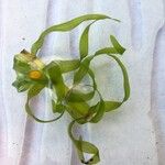 Elodea nuttallii Hoja