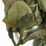 Duguetia riparia Otro