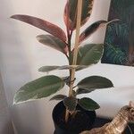 Ficus elasticaLeaf