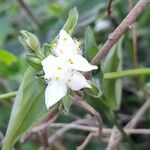 Tradescantia fluminensisFlor