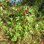 Hibiscus sabdariffa 葉