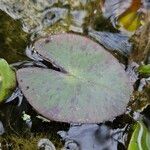 Nymphaea alba Blatt